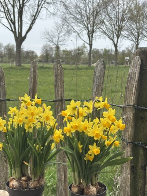 Narcissen langs een houten hekje